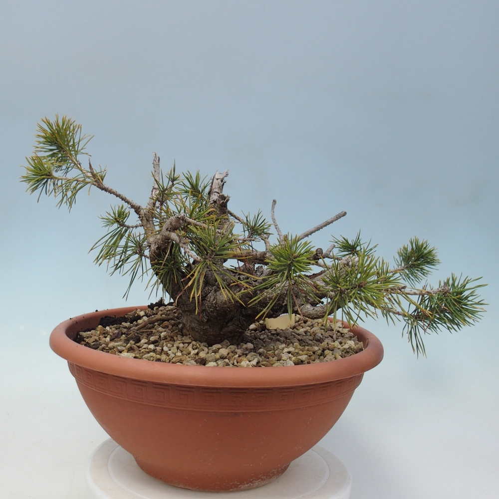 Yamadori - Pinus sylvestris Hiszpania