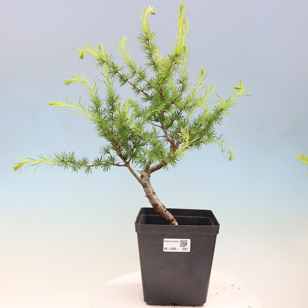 Bonsai zewnętrzne - Larix decidua - Modrzew