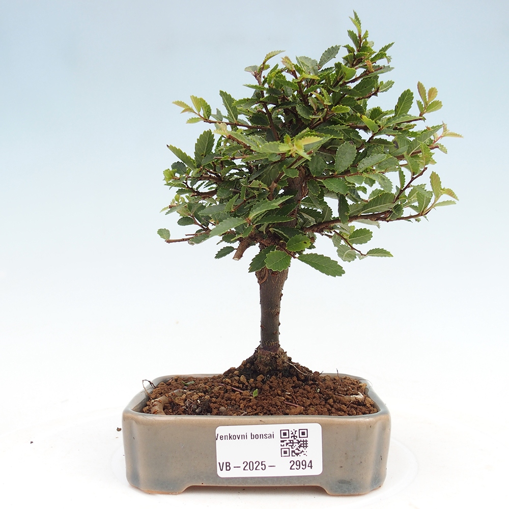 Bonsai zewnętrzne - Ulmus parvifolia Sagei - Wiąz drobnolistny