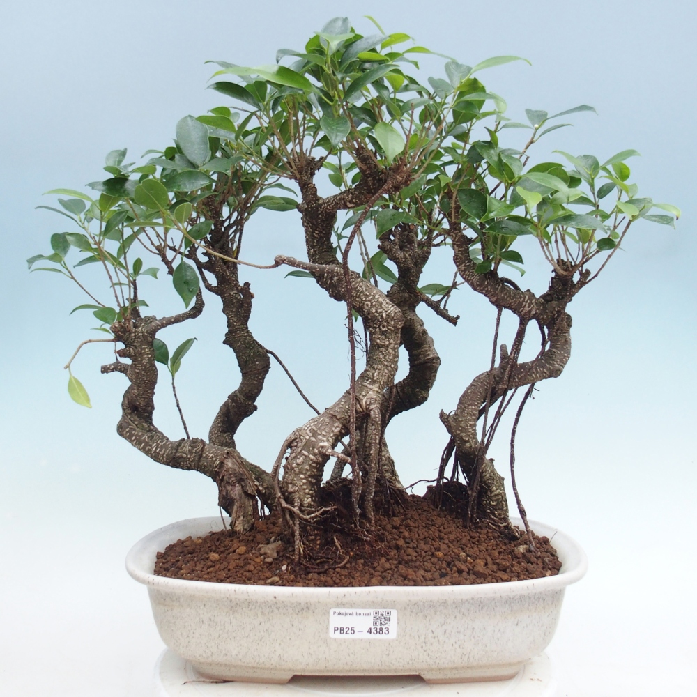 Pokój bonsai - Ficus kimmen - figowiec drobnolistny