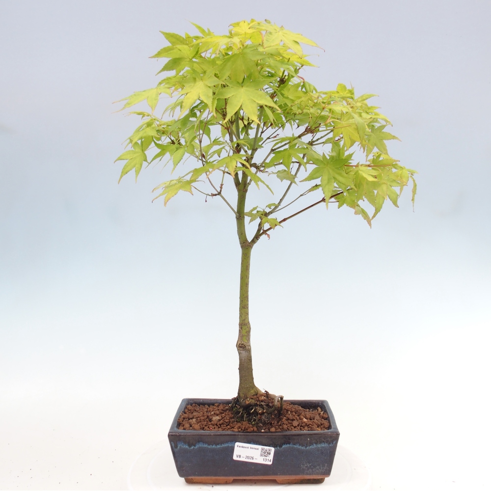 Acer palmatum Aureum - złoty klon