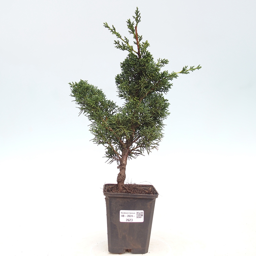Outdoor bonsai - Juniperus chinensis Kishu - chiński jałowiec