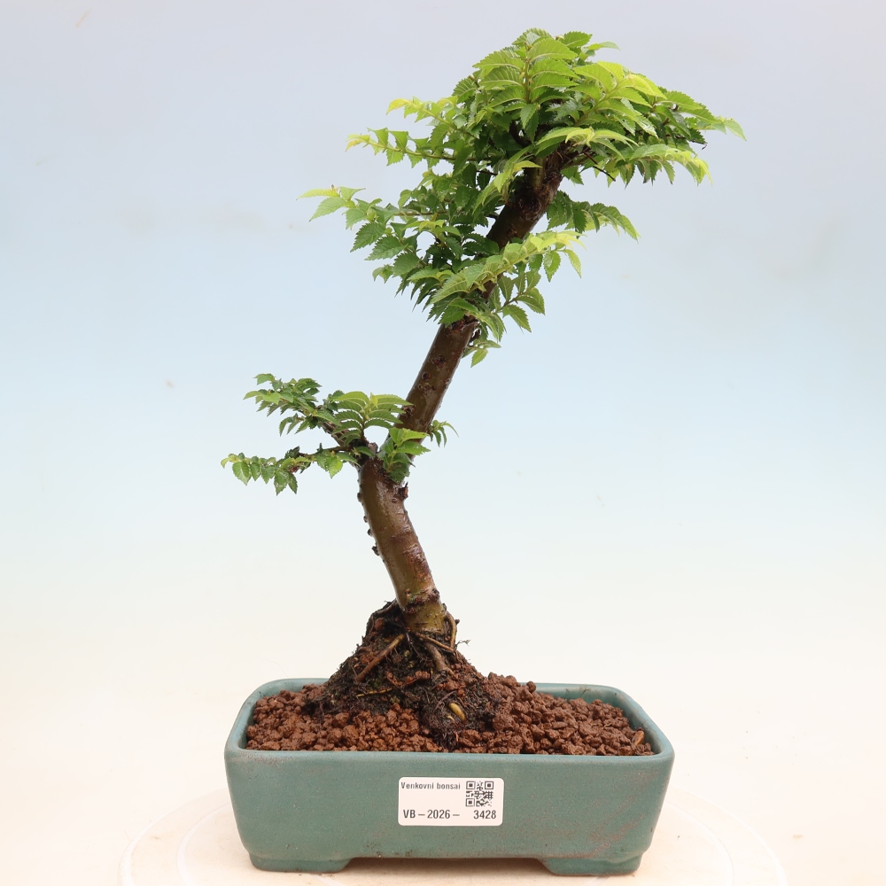 Bonsai ogrodowe – Ulmus Jacqueline Hillier – wiąz piękny