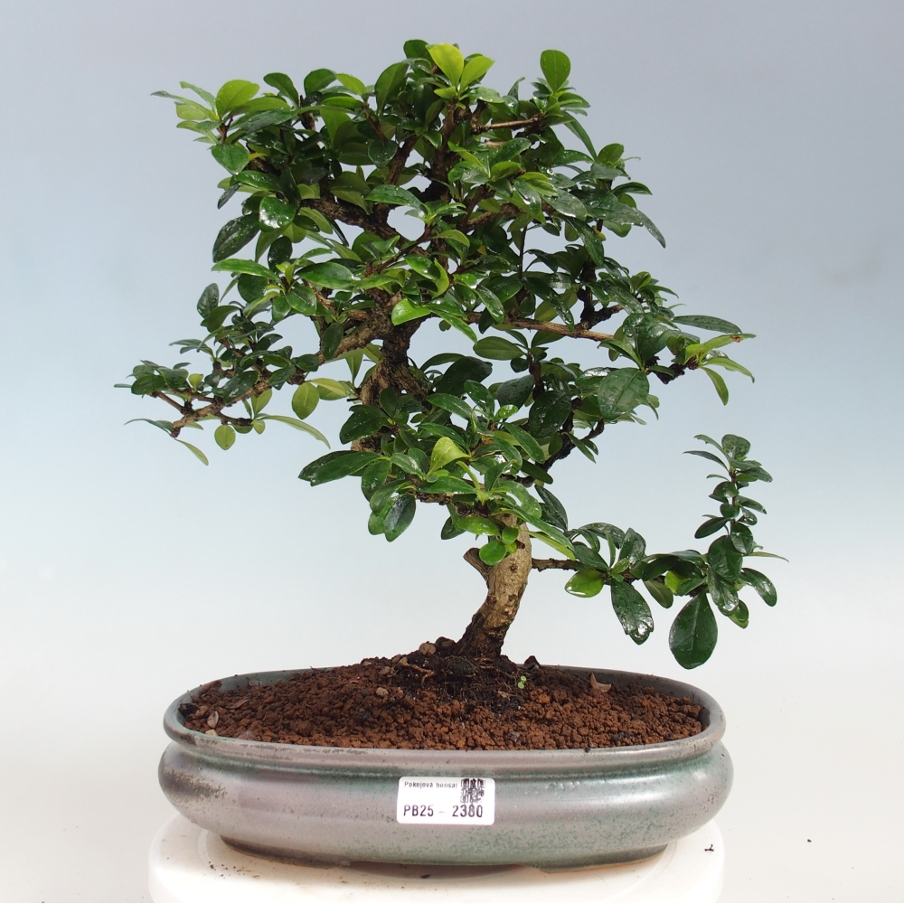 Pokój bonsai - Carmona macrophylla - Tea fuki