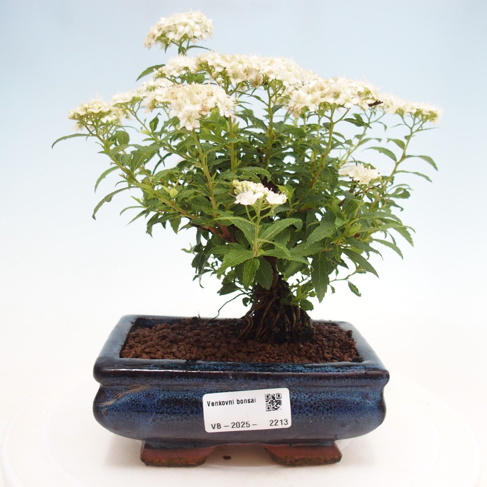 Outdoor bonsai - Spirea japonica GENPSI