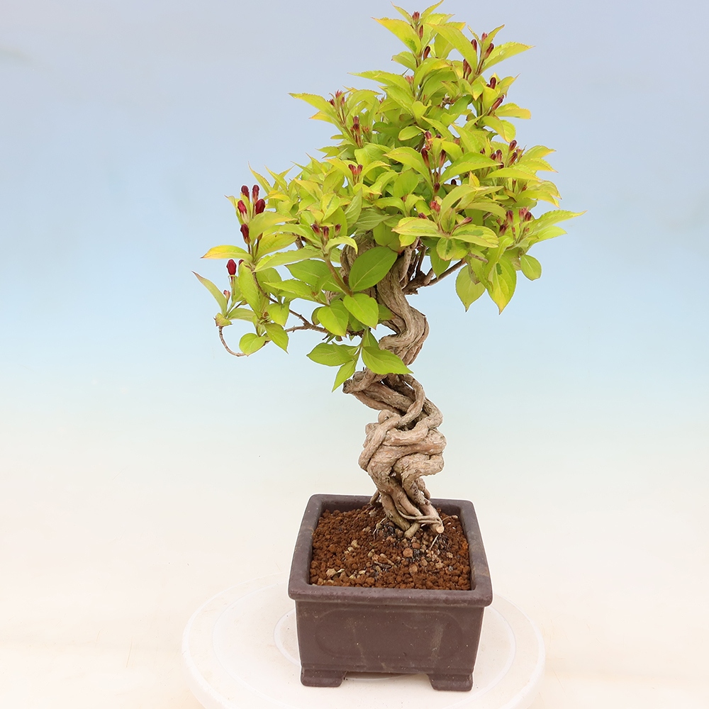 Bonsai ogrodowe – Weigela subsessilis – Weigela koreańska