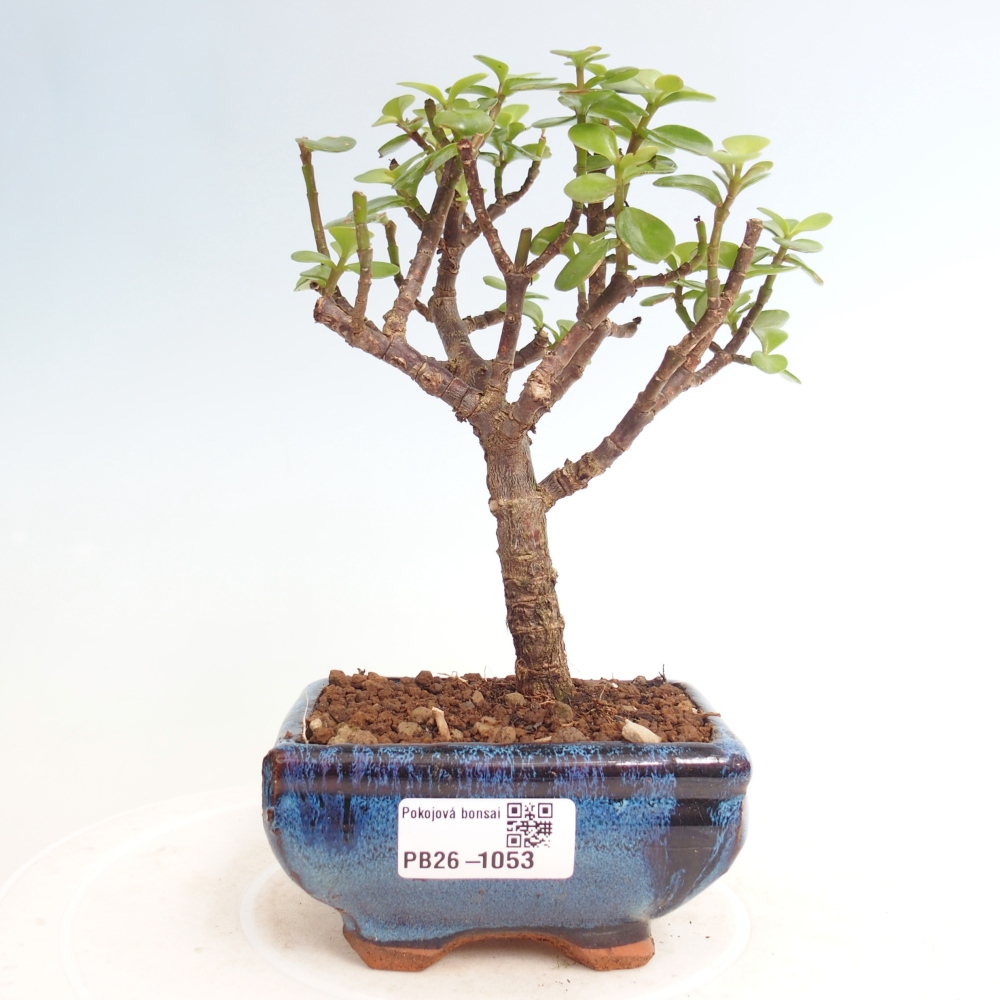 Pokój bonsai - Portulakaria Afra - Tlustice