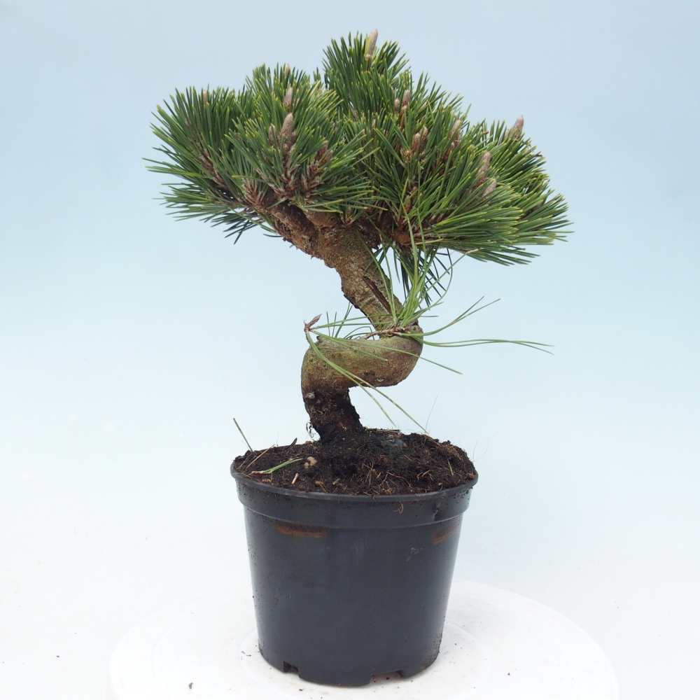 Outdoor bonsai - Pinus thunbergii senjyumaru - Sosna Thunberga