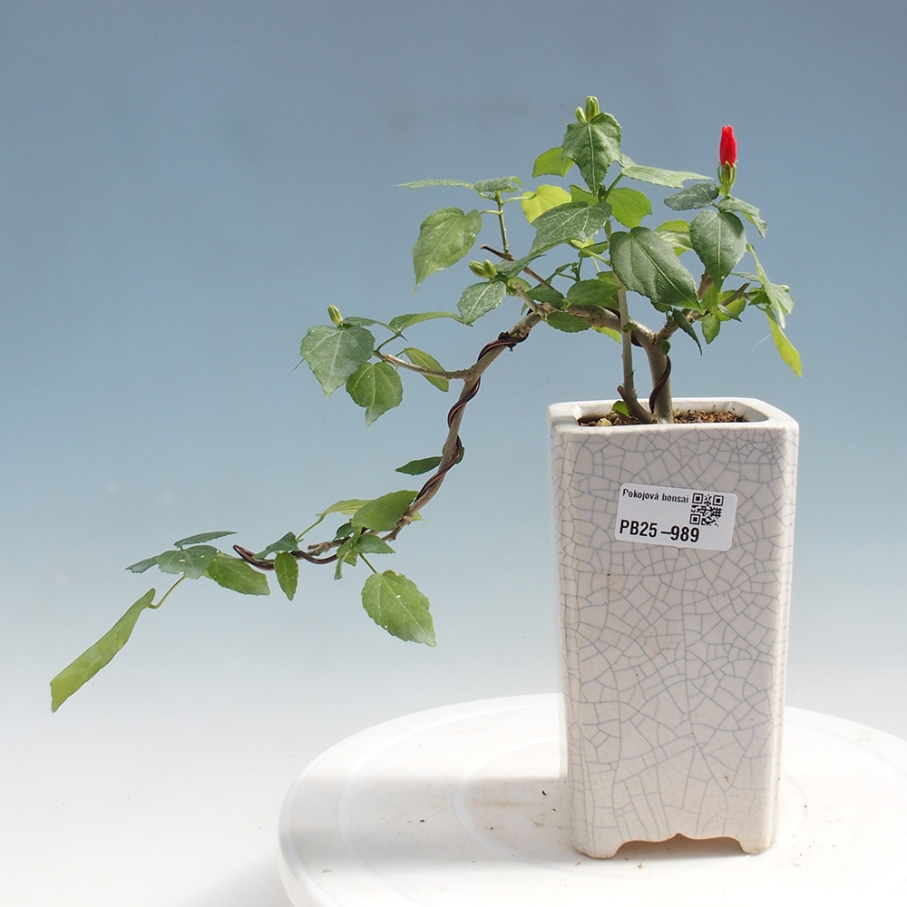 Kryte bonsai - Malvaviscus arboreus - hibiskus drzewny