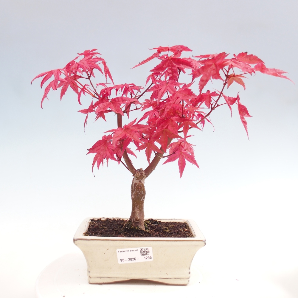 Outdoor bonsai - Acer palmatum DESHOJO