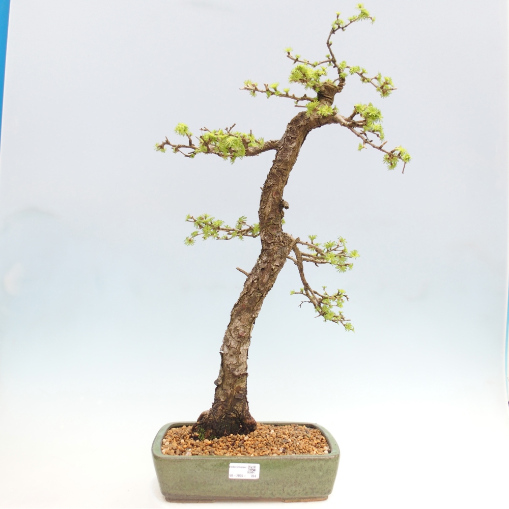 Outdoor bonsai -Larix decidua - Modrzew - Tylko transport paletowy