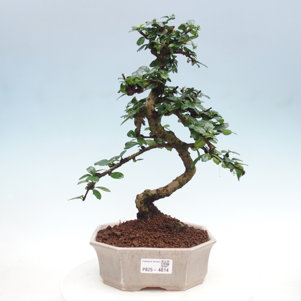 Bonsai pokojowe - Carmona macrophylla - Tea fuki