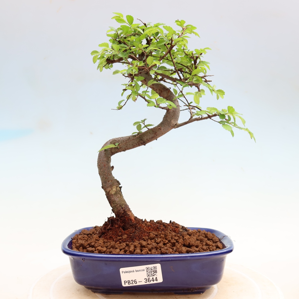 Pokój bonsai - Ulmus parvifolia - Wiąz drobnolistny