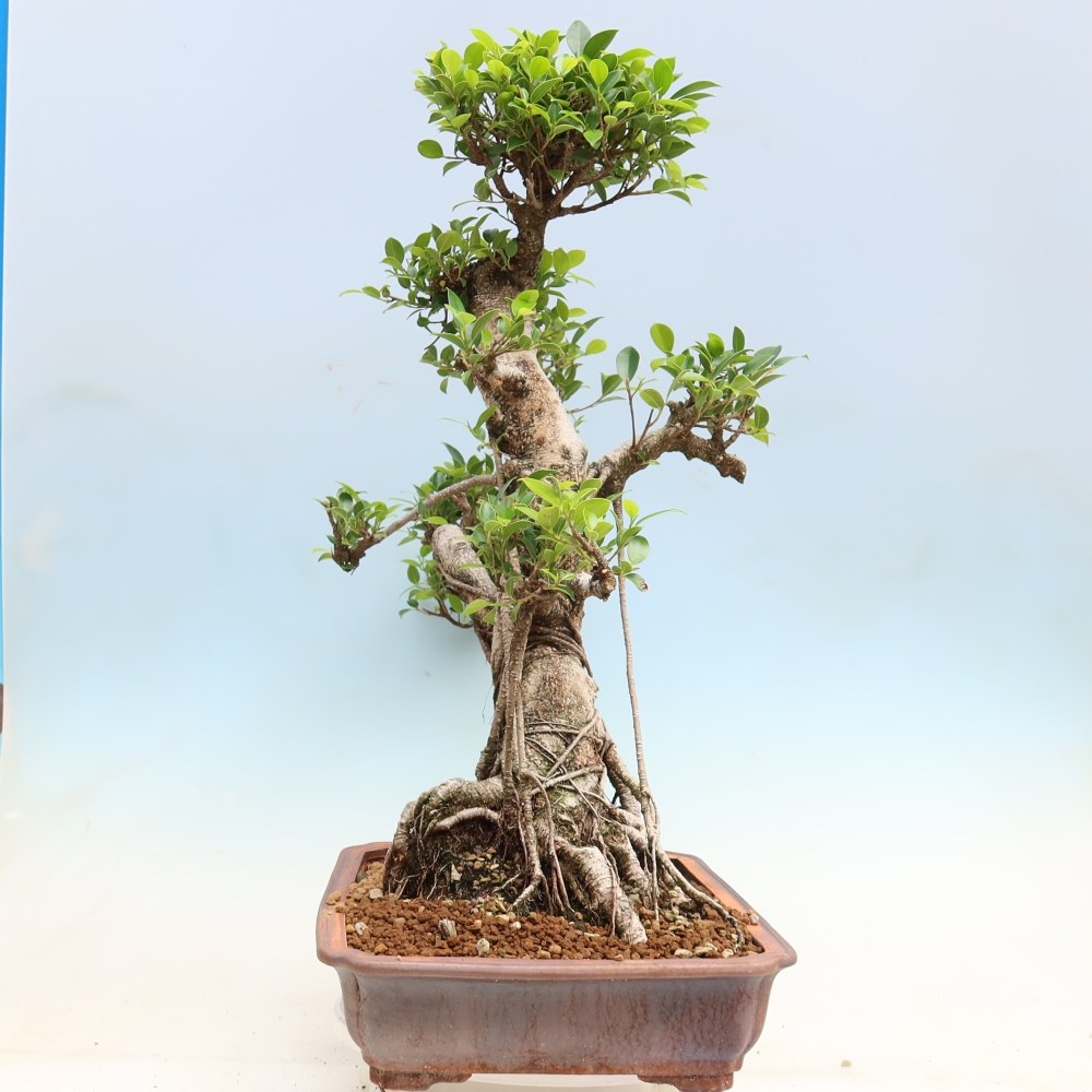 Pokój bonsai - Ficus kimmen - figowiec drobnolistny