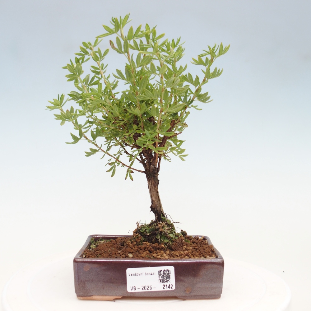 Outdoor bonsai-Pięciolistnik - Potentila fruticosa żółty Ptak