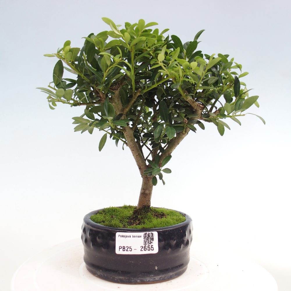 Kryty bonsai - Ilex crenata - Holly
