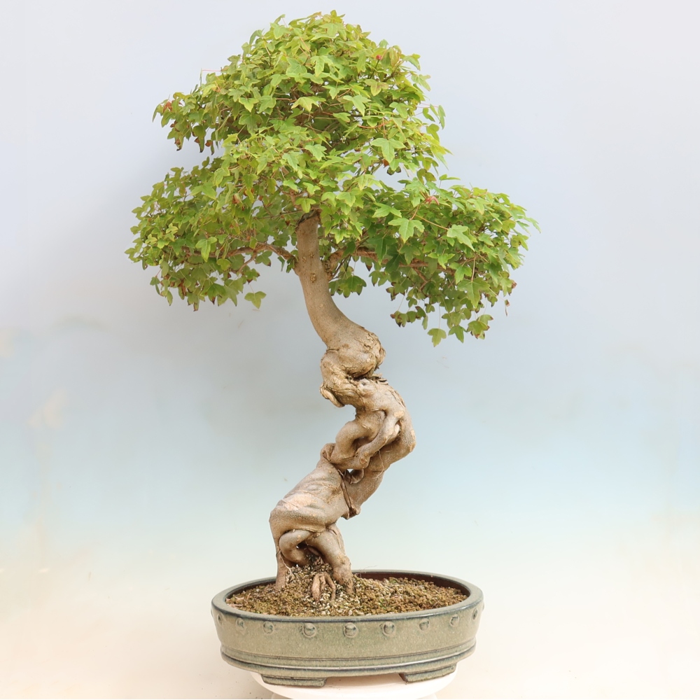 Outdoor bonsai - Acer Buergerianum - Klon Burger