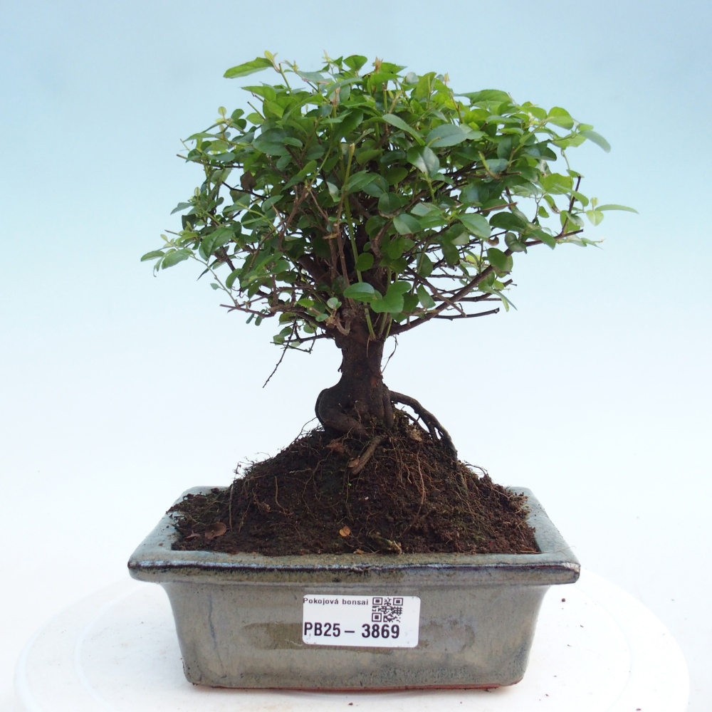 Bonsai pokojowe - Sageretia thea - Sageretia thea