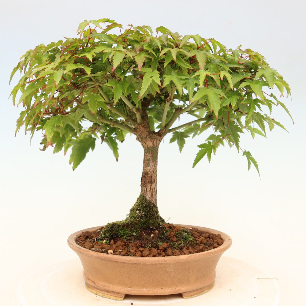Acer palmatum KIOHIME - klon palmowy