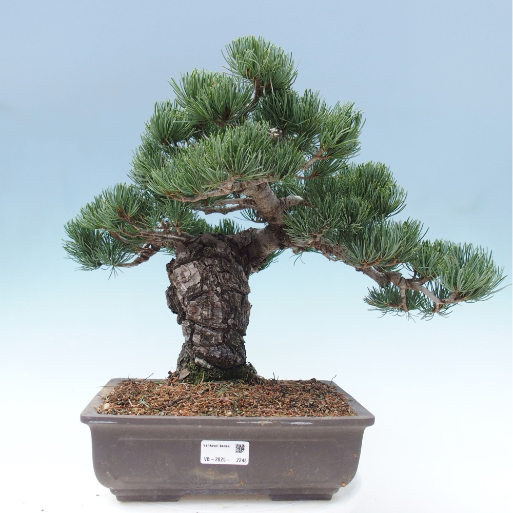 Outdoor bonsai - Pinus parviflora - Mała sosna