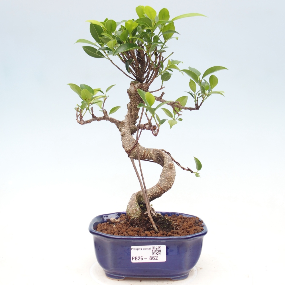 Pokój bonsai - Ficus retusa - figowiec drobnolistny