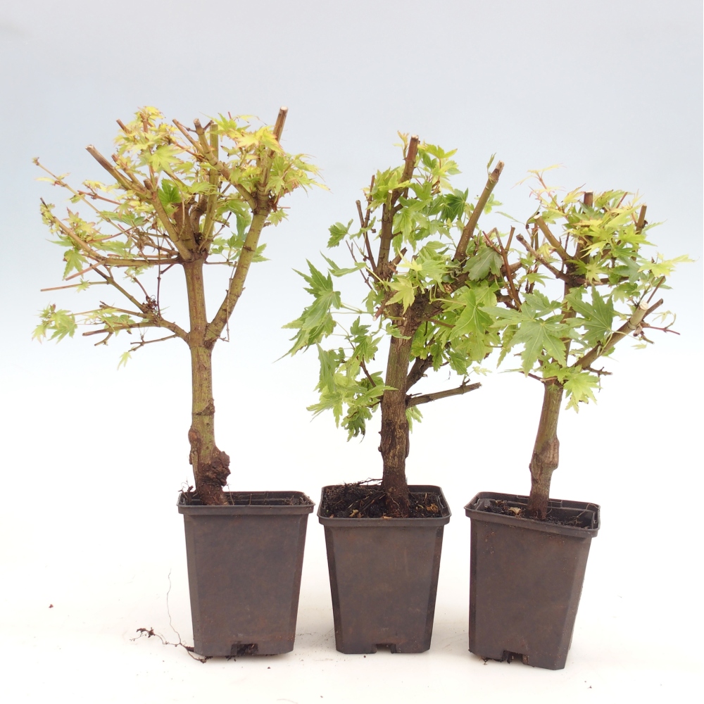 Bonsai zewnętrzne - Acer palmatum Dr Tilt w pojemniku