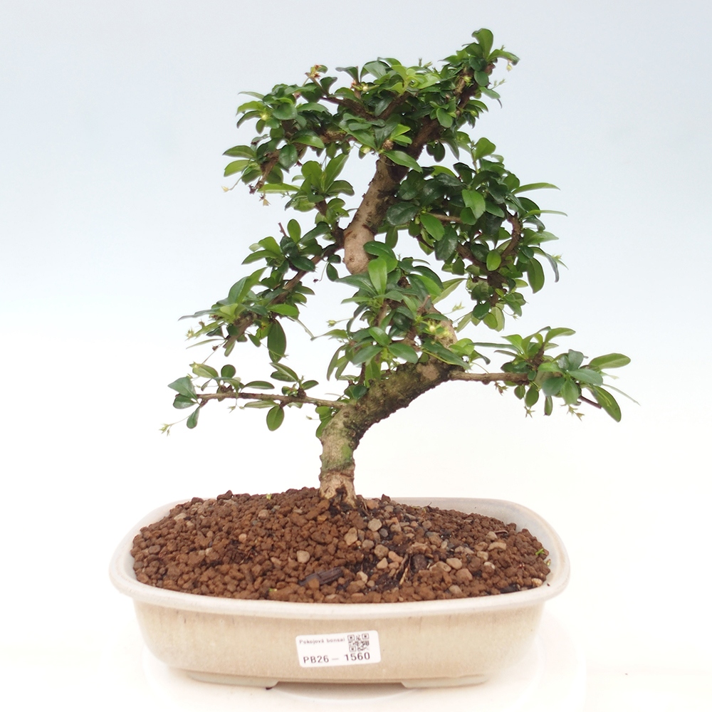 Bonsai pokojowe - Carmona macrophylla - Tea fuki