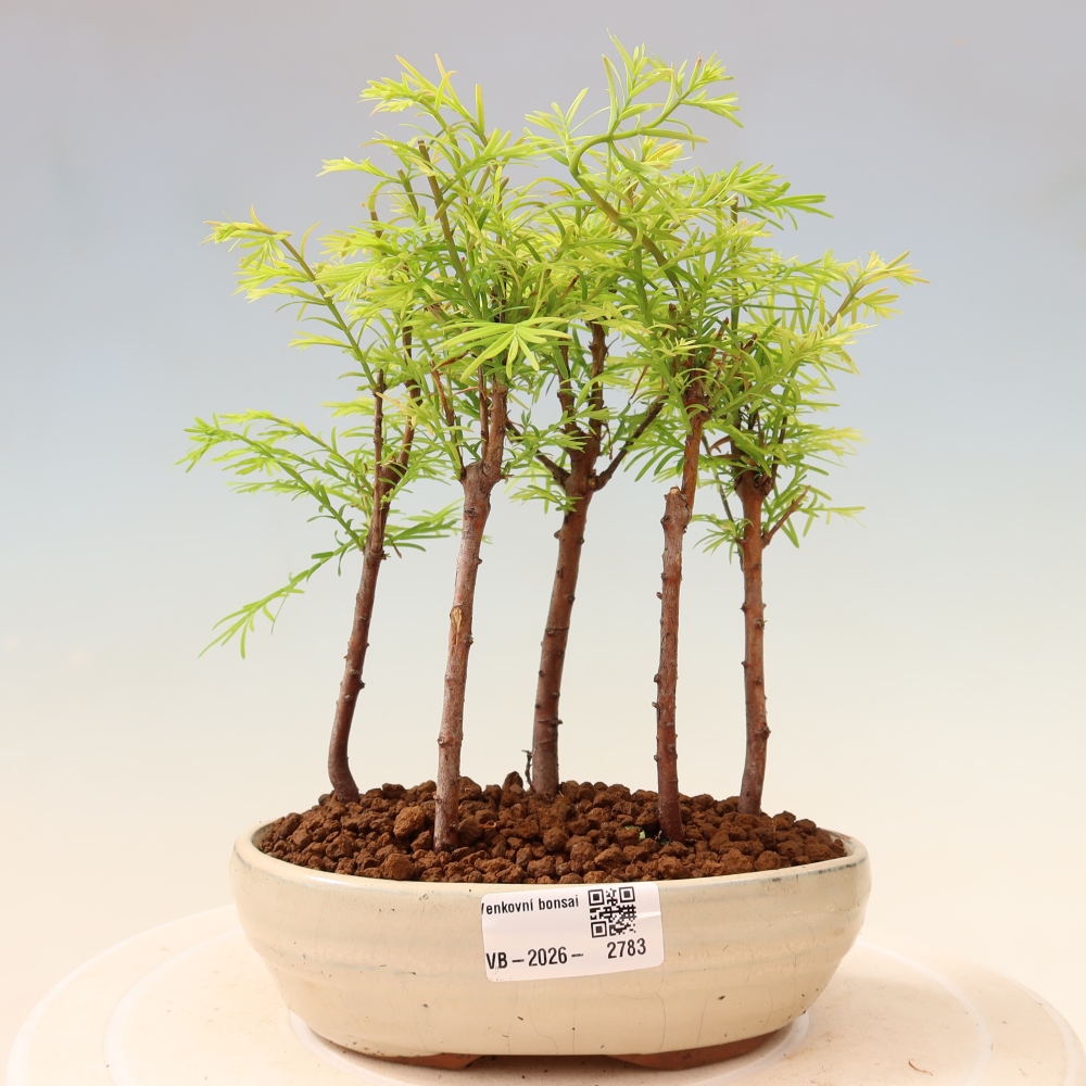 Bonsai ogrodowe – Metasequoia glyptostroboides – metasekwoja chińska – zagajnik