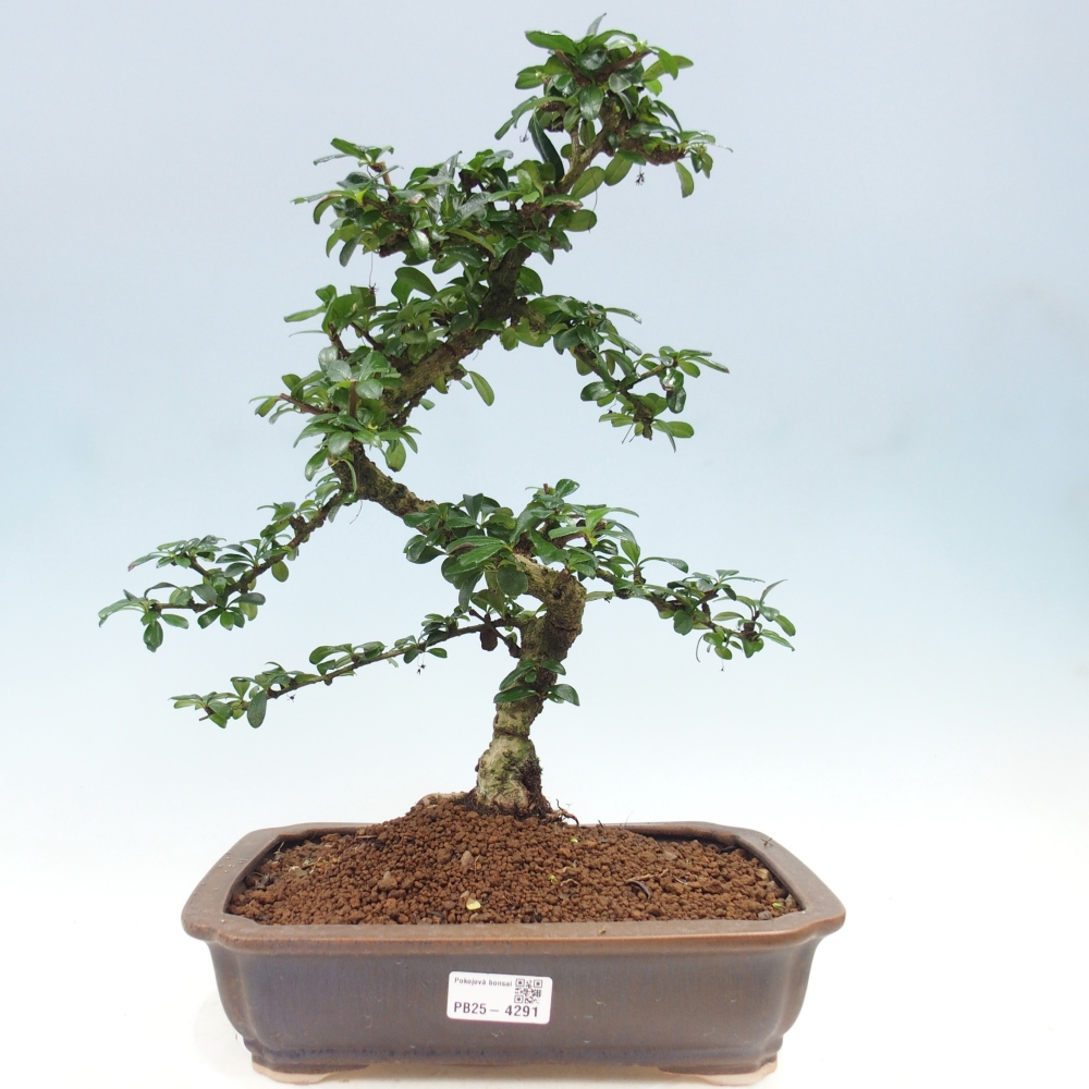Bonsai pokojowe - Carmona macrophylla - Tea fuki
