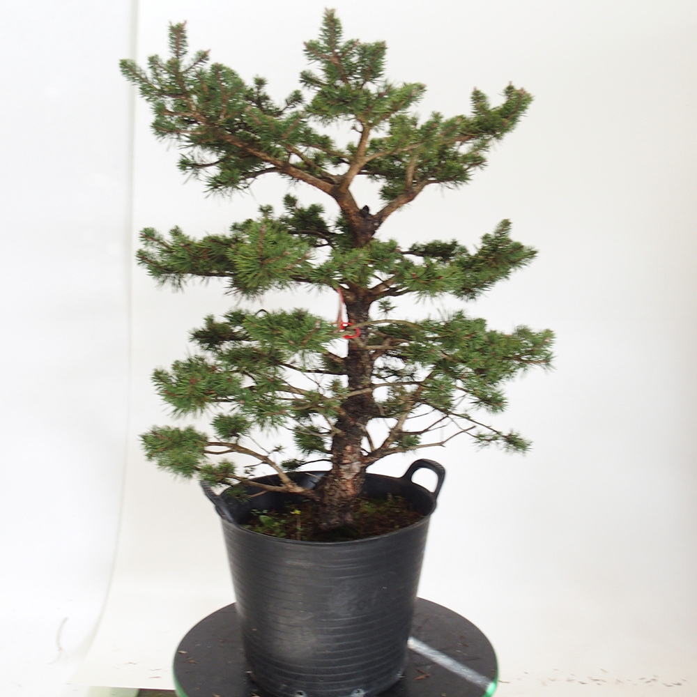 Yamadori - Pinus sylvestris Hiszpania