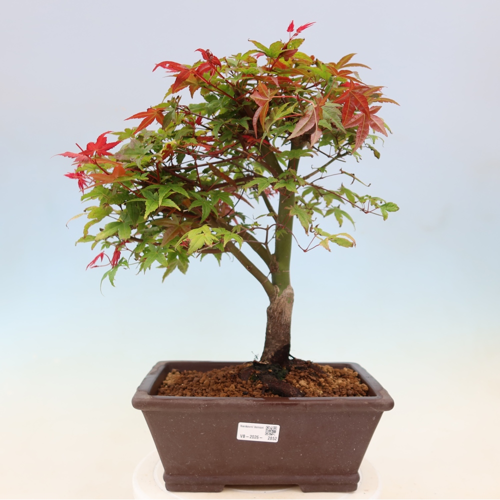Klon pospolity - Acer palmatum Beni Tsukasa