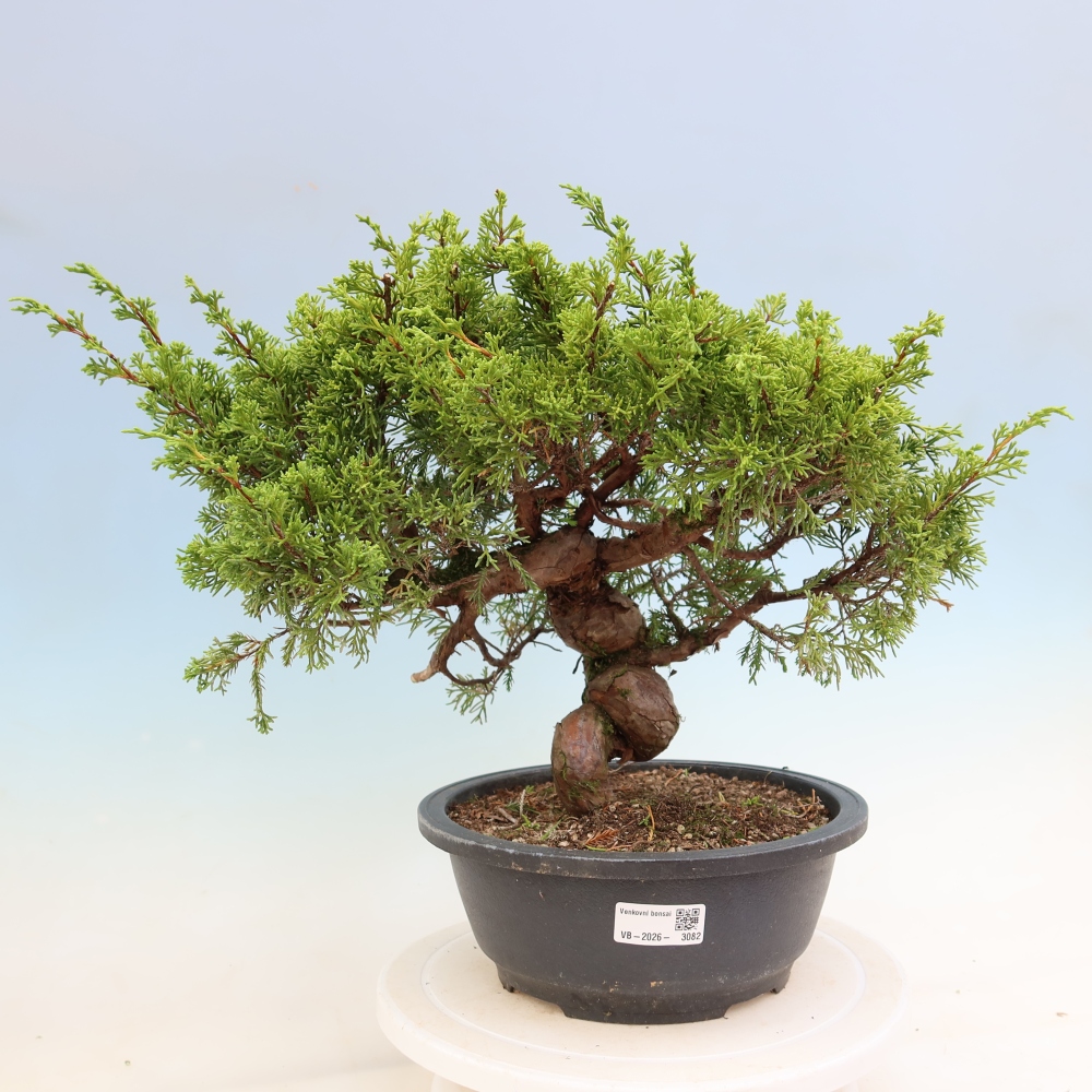 Bonsai ogrodowe – Juniperus chinensis Itoigawa – jałowiec chiński