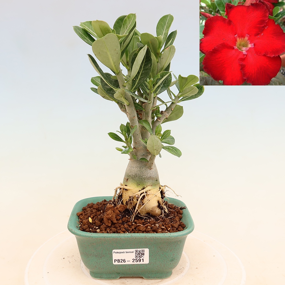 Bonsai pokojowe – Adenium obesum Red Star – Róża pustynna