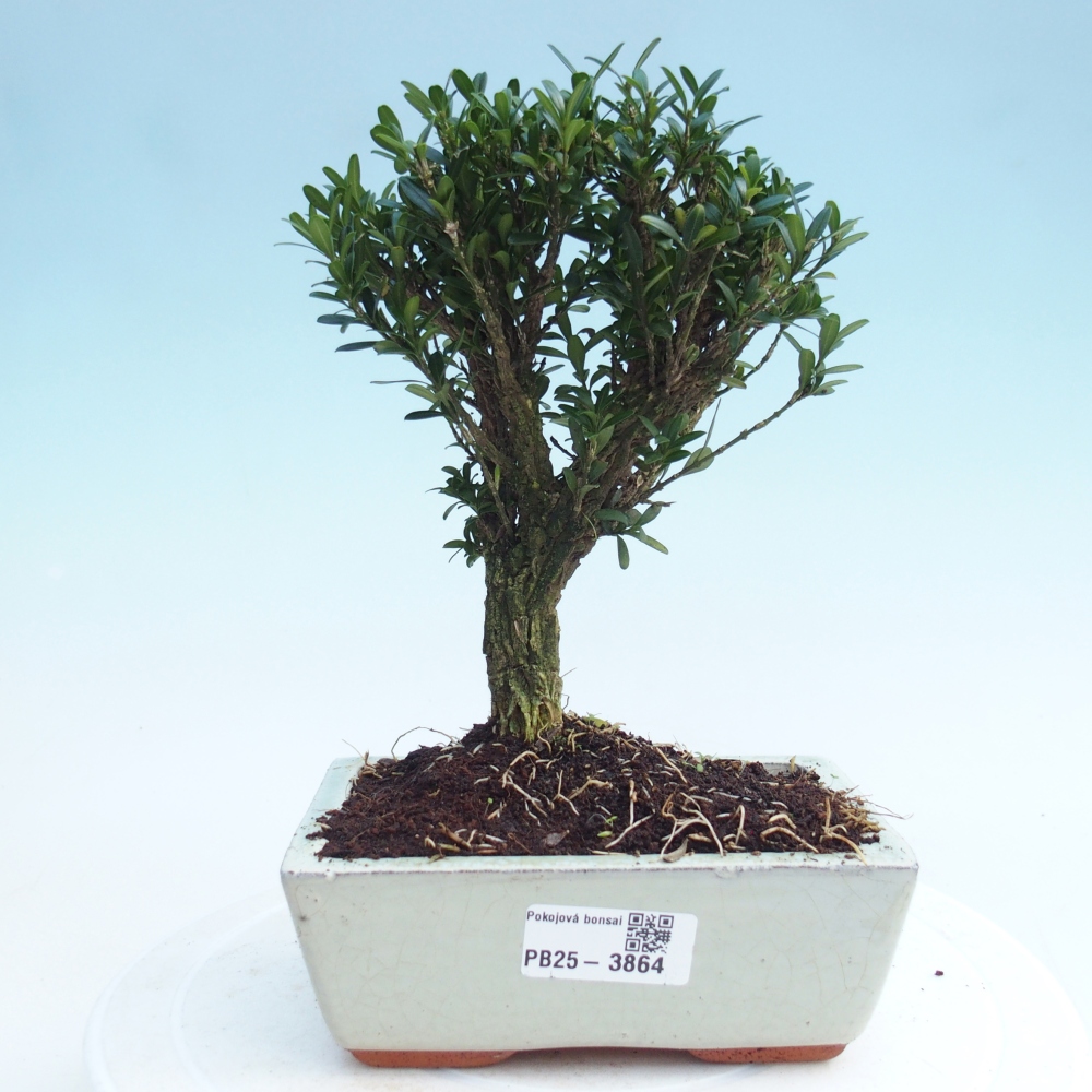 Pokój bonsai - Buxus harlandii - buxus korkowy