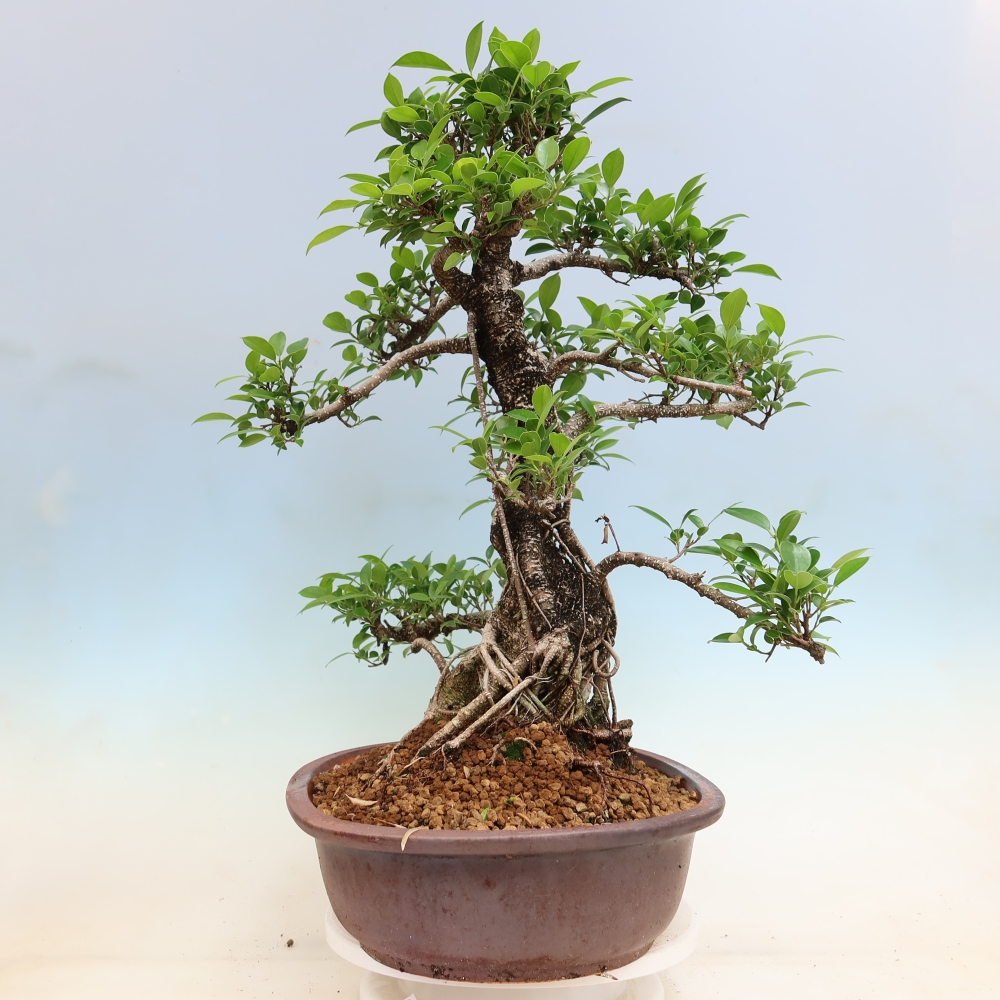 Pokój bonsai - Ficus kimmen - figowiec drobnolistny