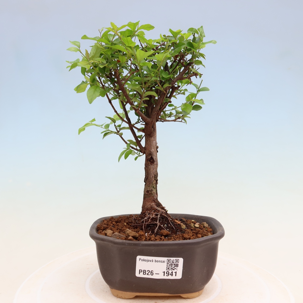 Bonsai pokojowe - Sageretia thea - Sageretia thea