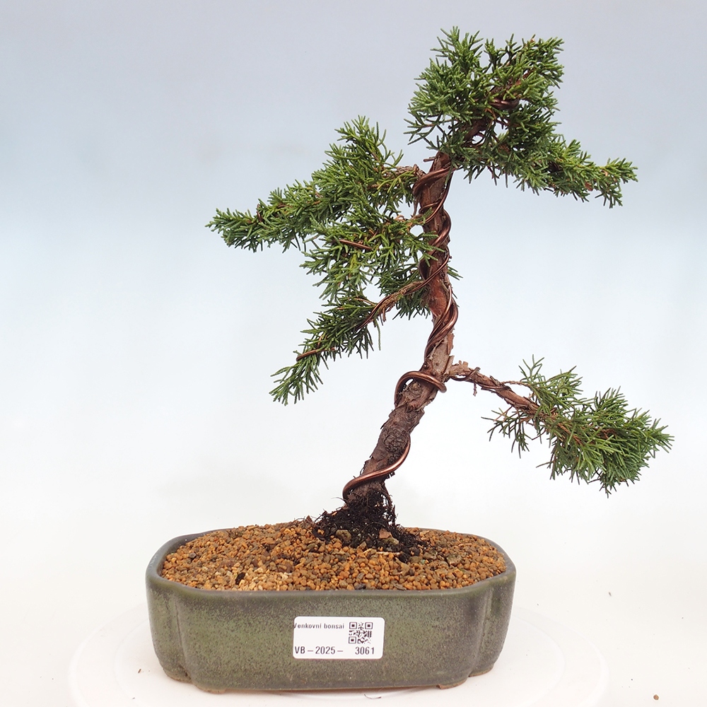 Bonsai zewnętrzne - Juniperus chinensis Kishu - Jałowiec chiński