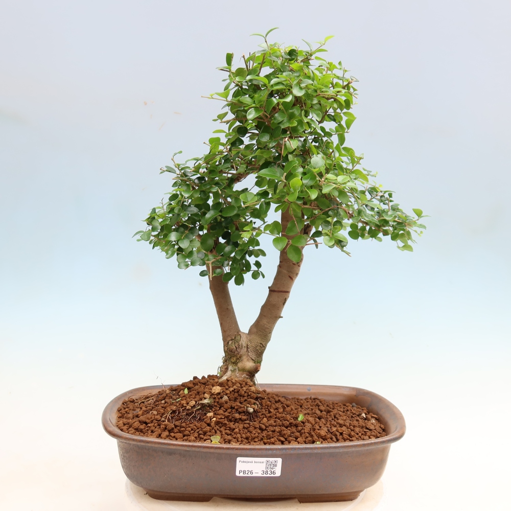 Pokój bonsai - Ligustrum retusa - dziób ptaka drobnolistnego