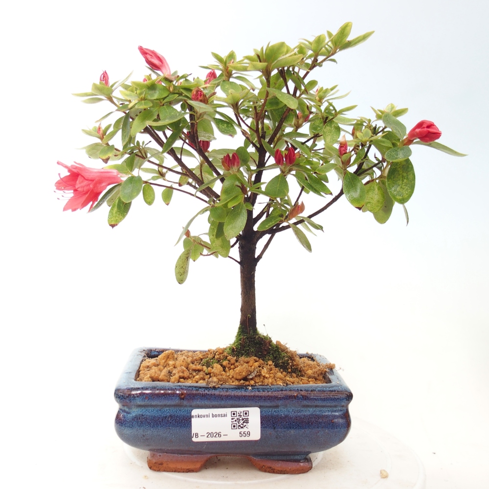 Outdoor bonsai - Azalia japońska - Azalea sp.