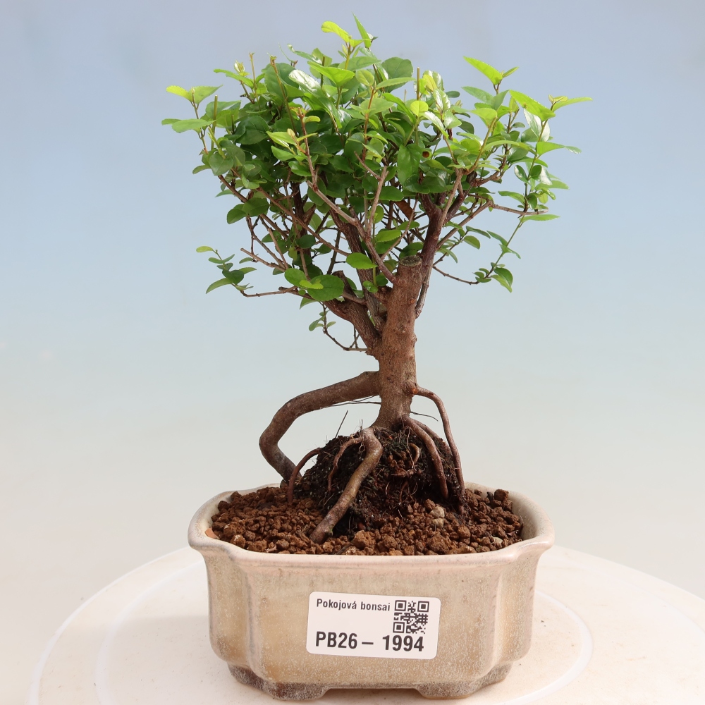 Bonsai pokojowe - Sageretia thea - Sageretia thea