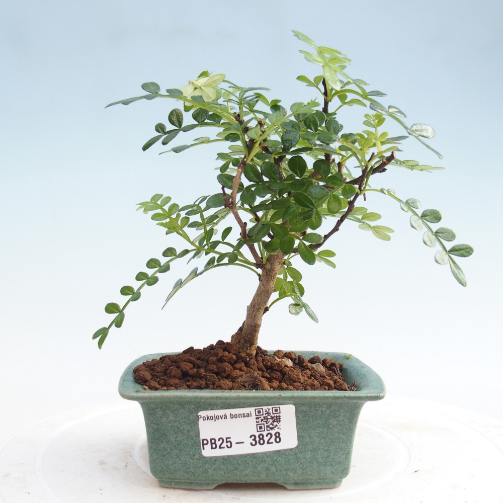 Pokój bonsai - Zantoxylum piperitum - Drzewo pieprzowe PB220935