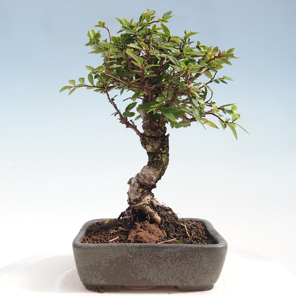 Outdoor bonsai - Zelkova - Zelkova NIRE