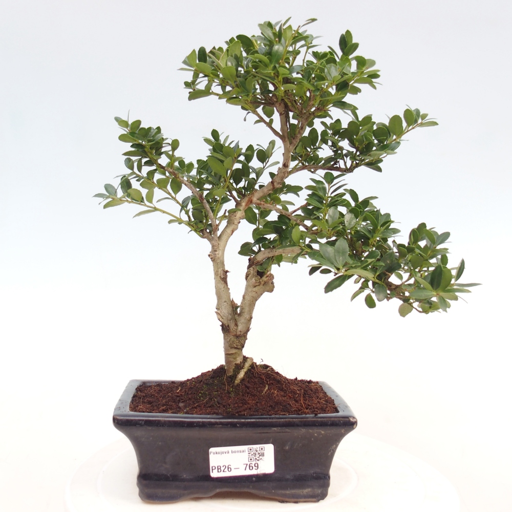 Pokój bonsai - Ilex crenata - Ostrokrzew