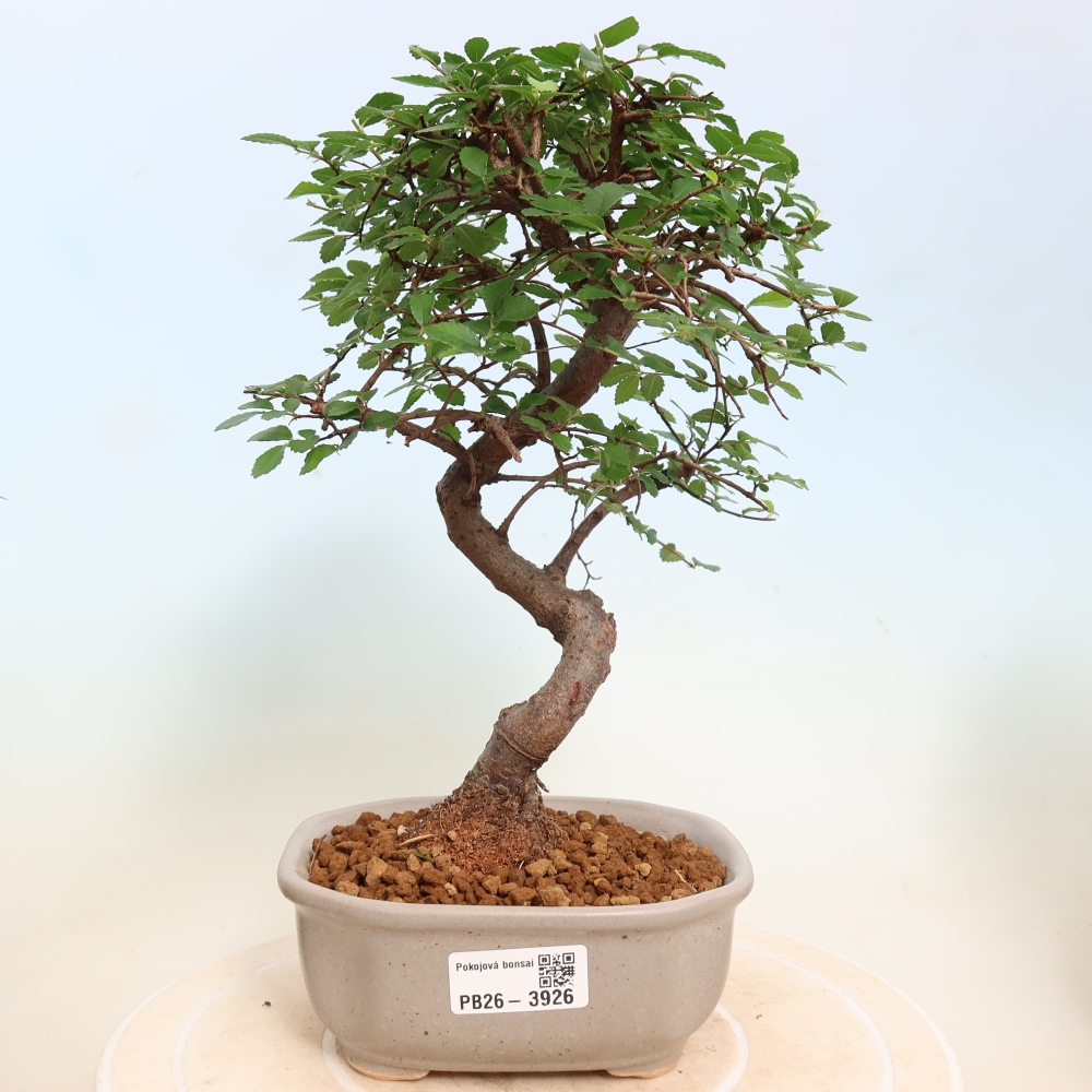 Pokój bonsai - Ulmus parvifolia - Wiąz drobnolistny