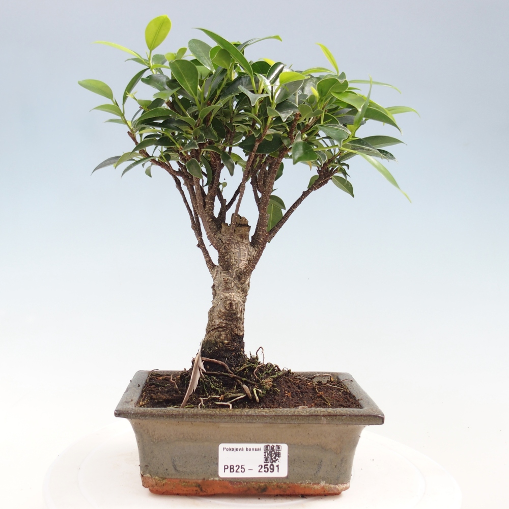 Bonsai wewnętrzne - Ficus retusa - figowiec drobnolistny