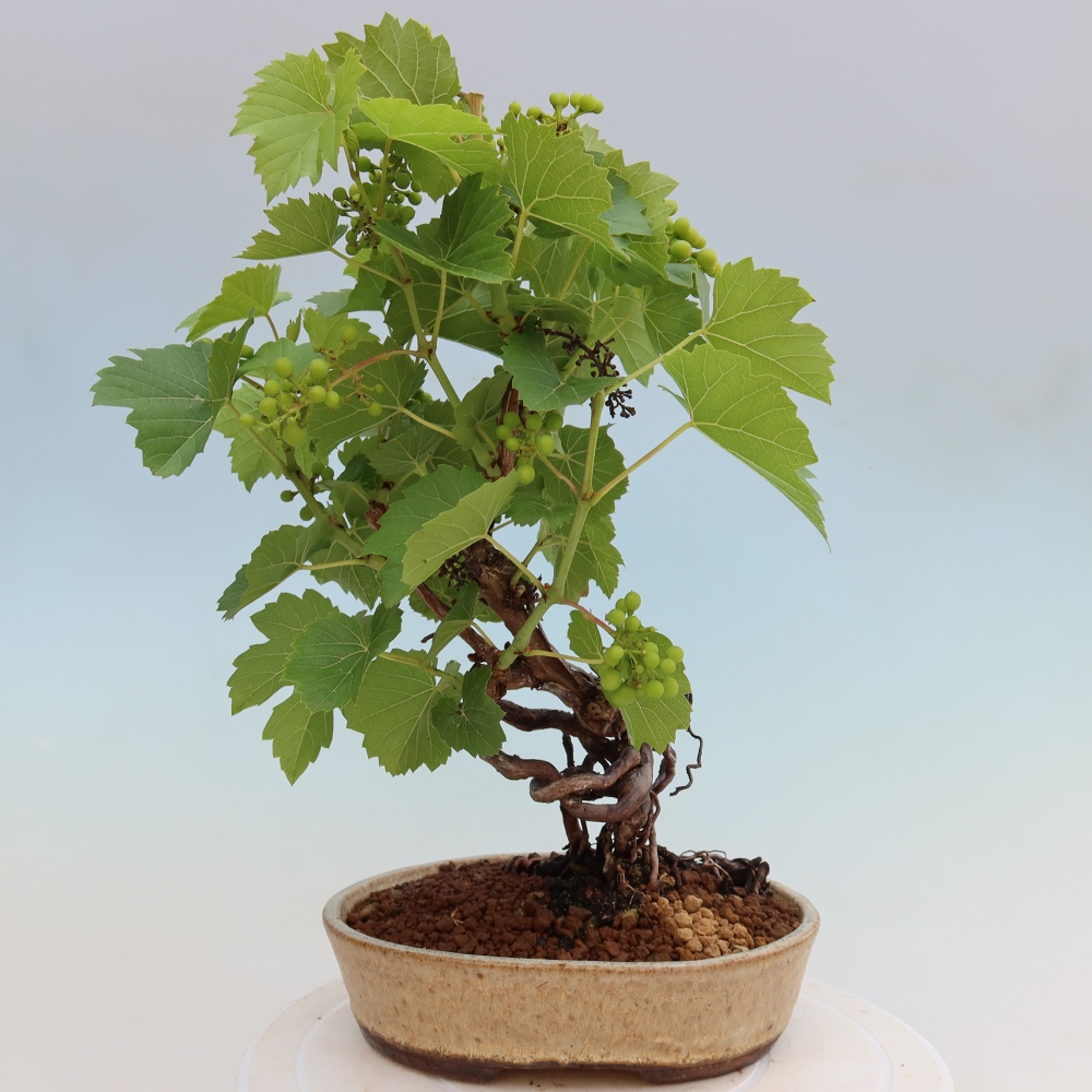 Bonsai ogrodowe – Winorośl – Vitis vinifera 