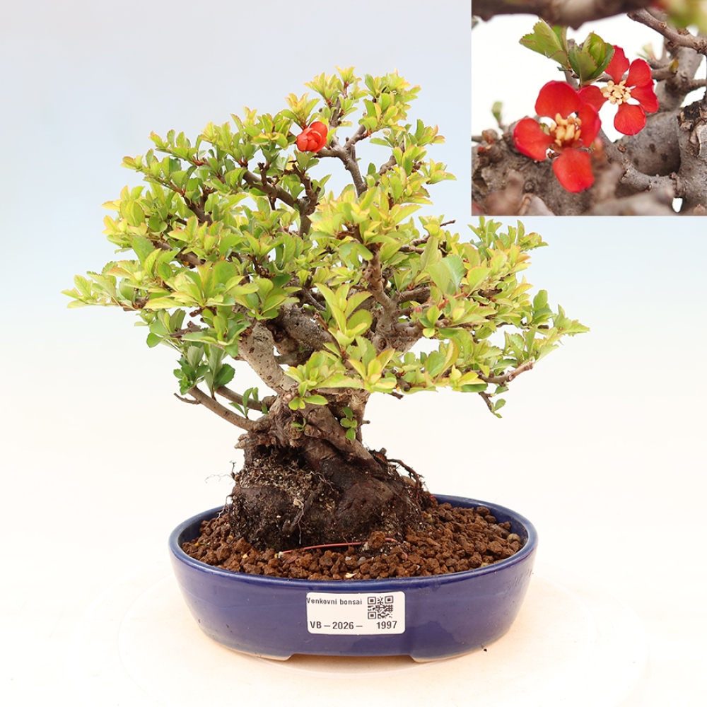 Bonsai zewnętrzne - Chaneomeles speciosa Chojubai