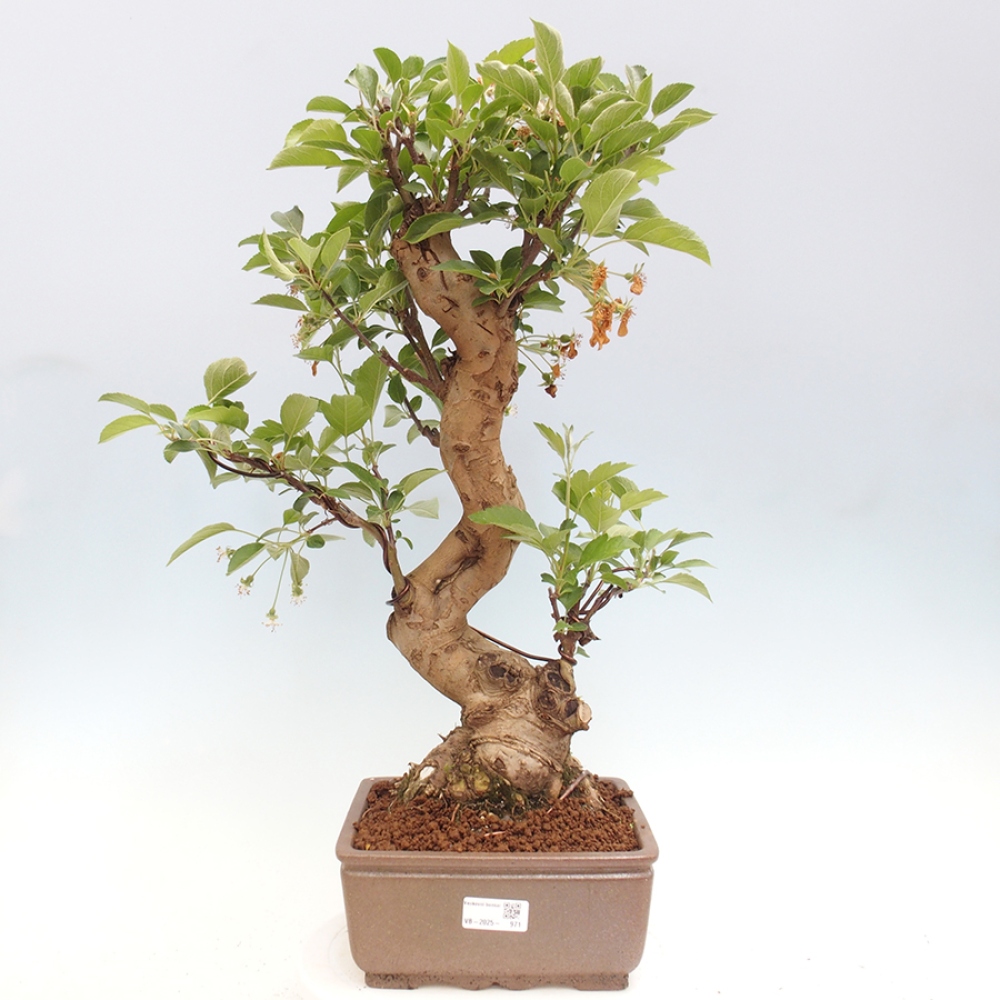 Bonsai plenerowe - Malus Halliana - Jabłoń drobnoowocowa