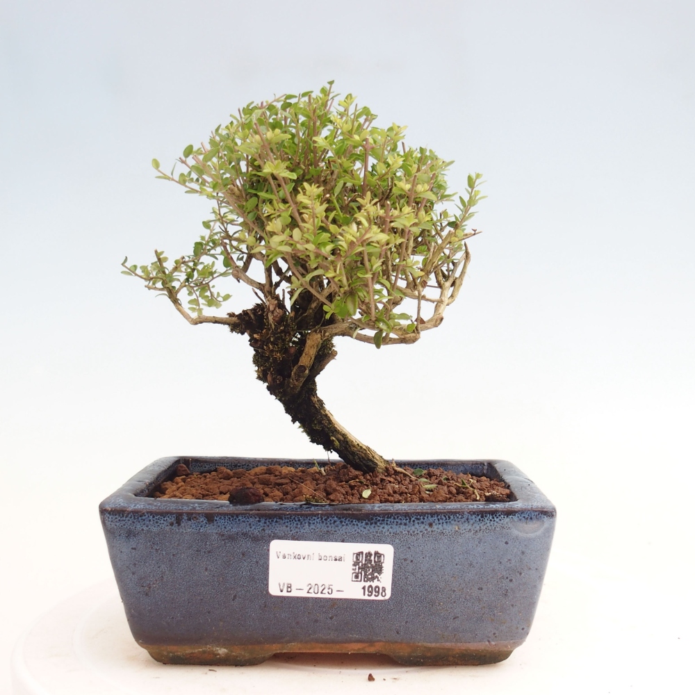 Odkryty bonsai-Lonicera nitida Twiggy -Wiciokrzew