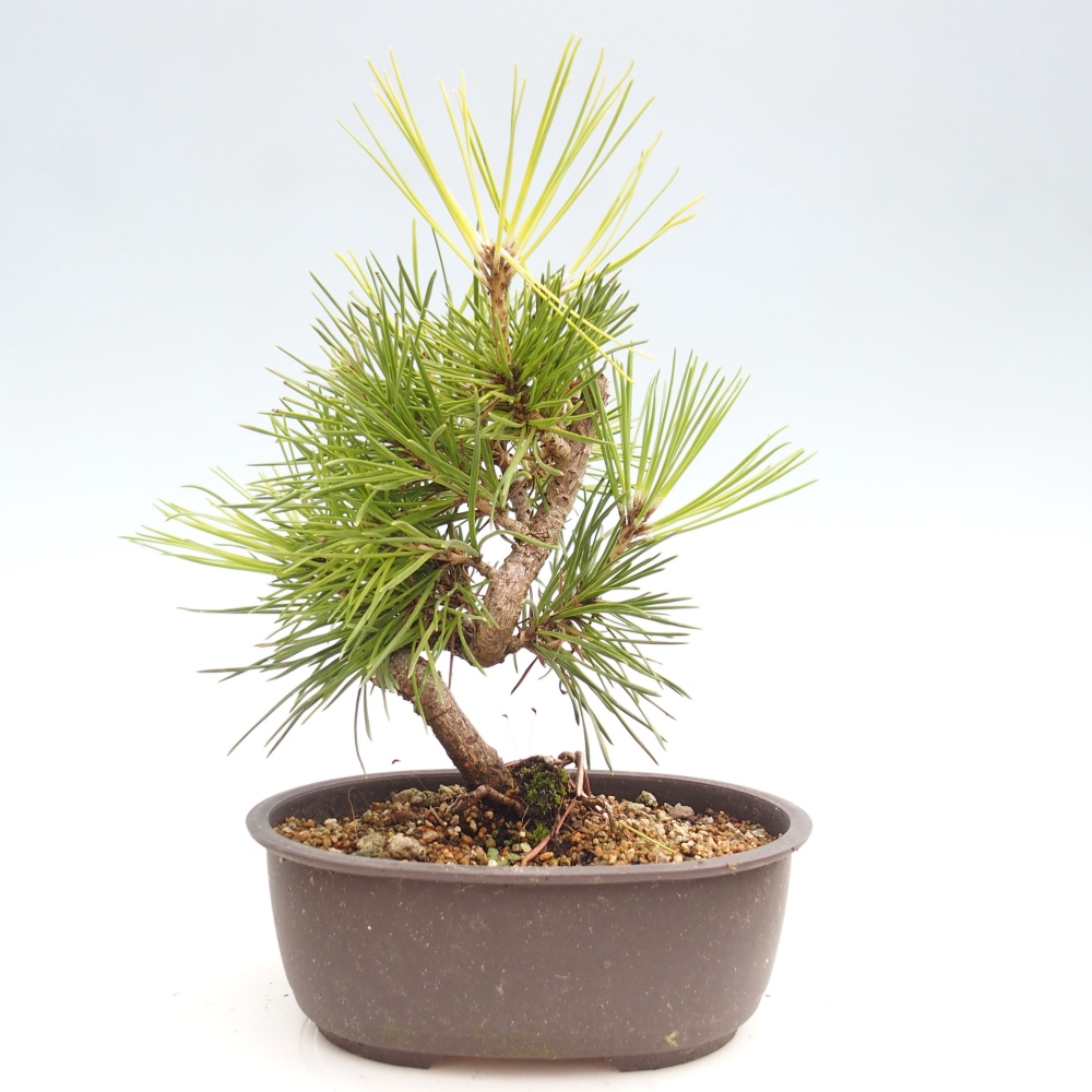 Bonsai ogrodowe - Pinus thunbergii - Sosna Thunbergia